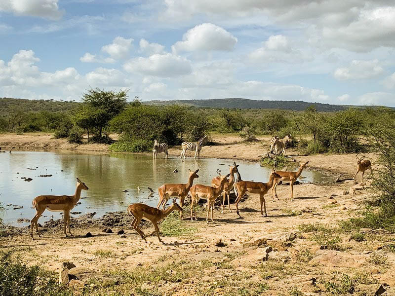 Hluhluwe NP