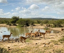 Hluhluwe NP
