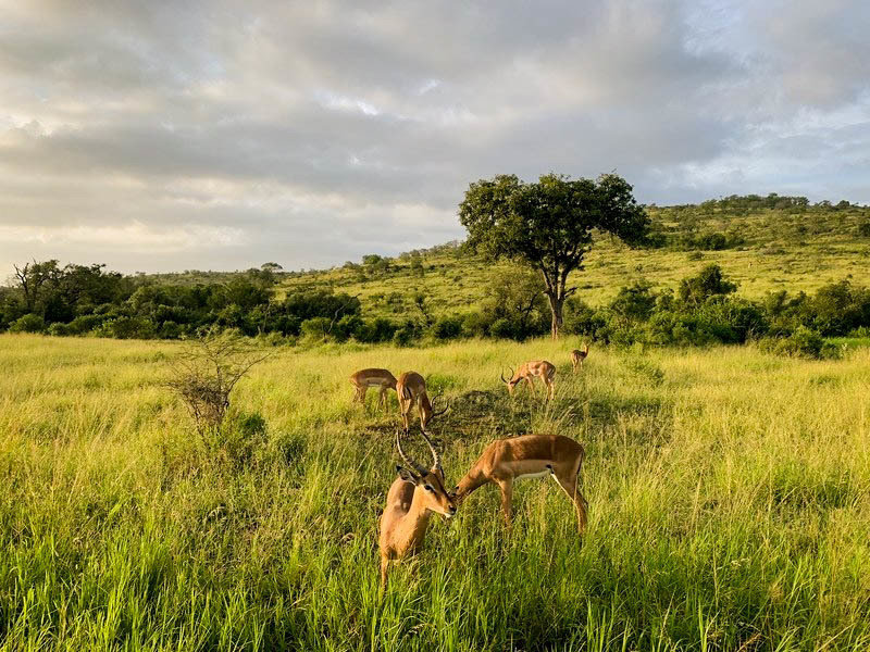 Krugerpark