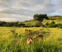 Krugerpark