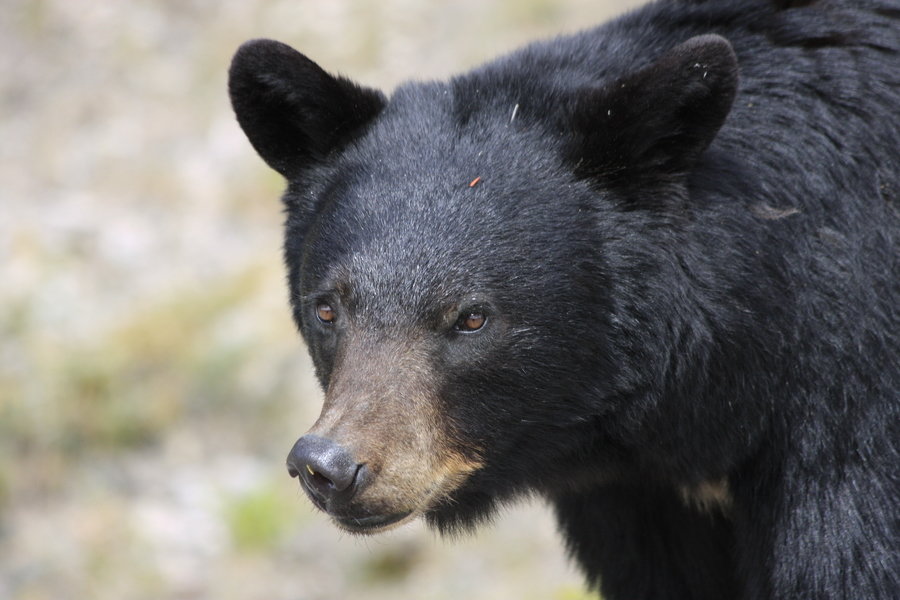 Familiereis Canada Zwarte beer