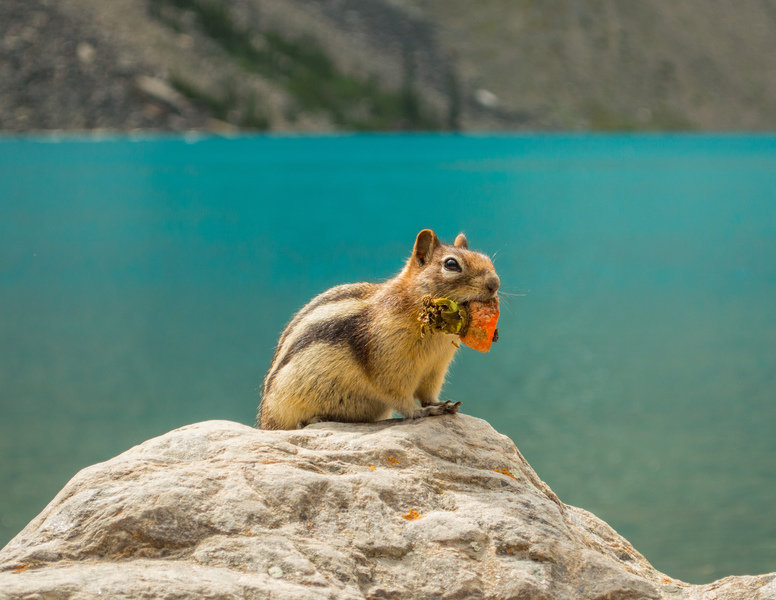 Familiereis Canada Chipmunk