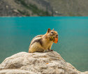 Familiereis Canada Chipmunk