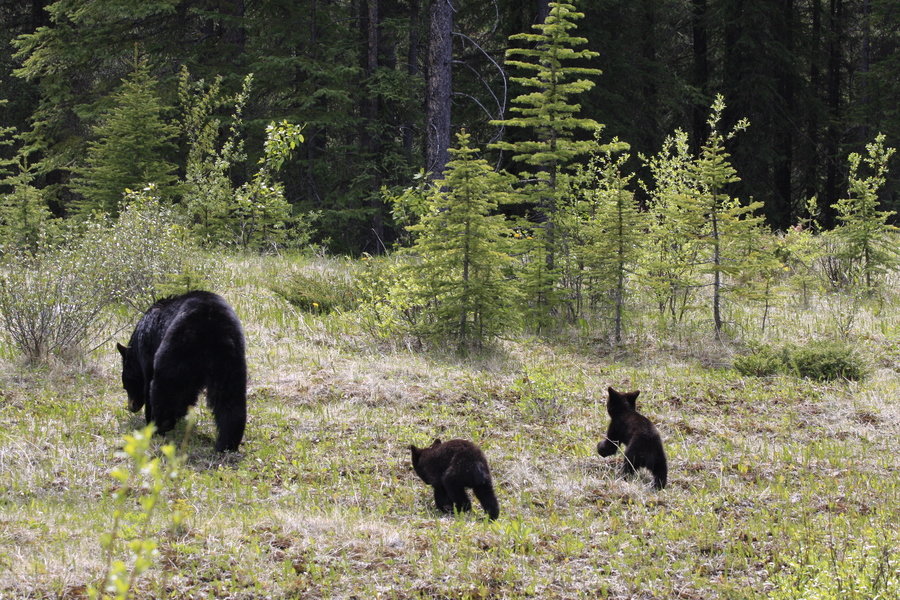Familiereis Canada Zwarte beren