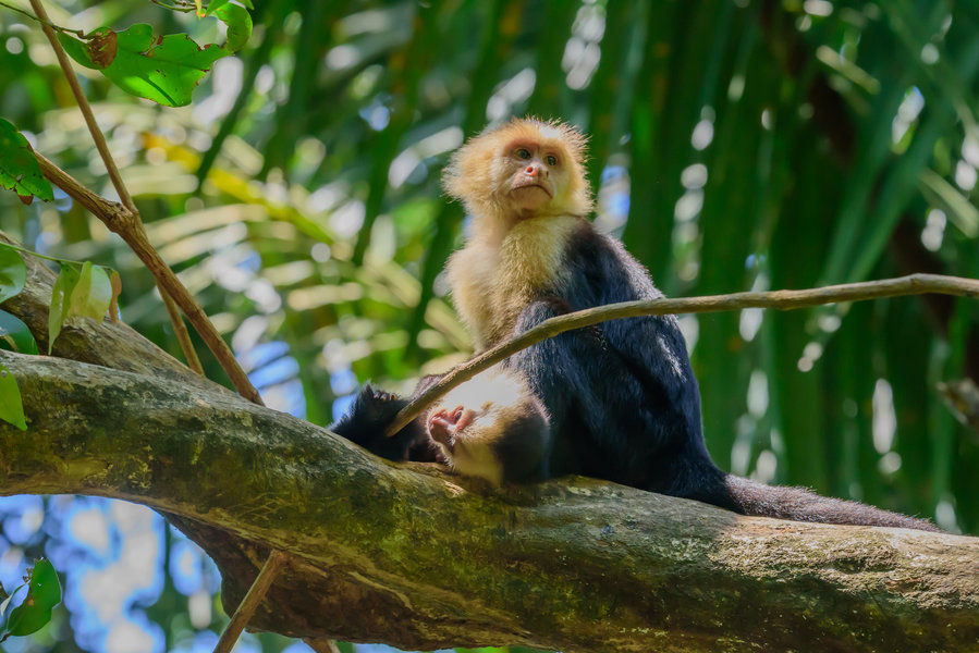 Costa Rica aapje