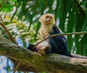 Costa Rica aapje