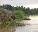 Familiereis Maleisisch Borneo Kinabatangan rivier olifanten
