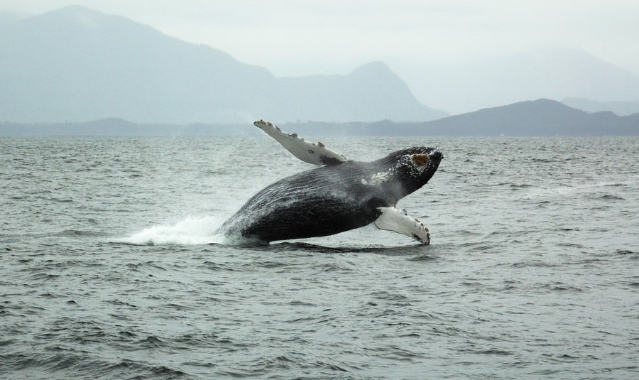 Rondreis Canada Walvis