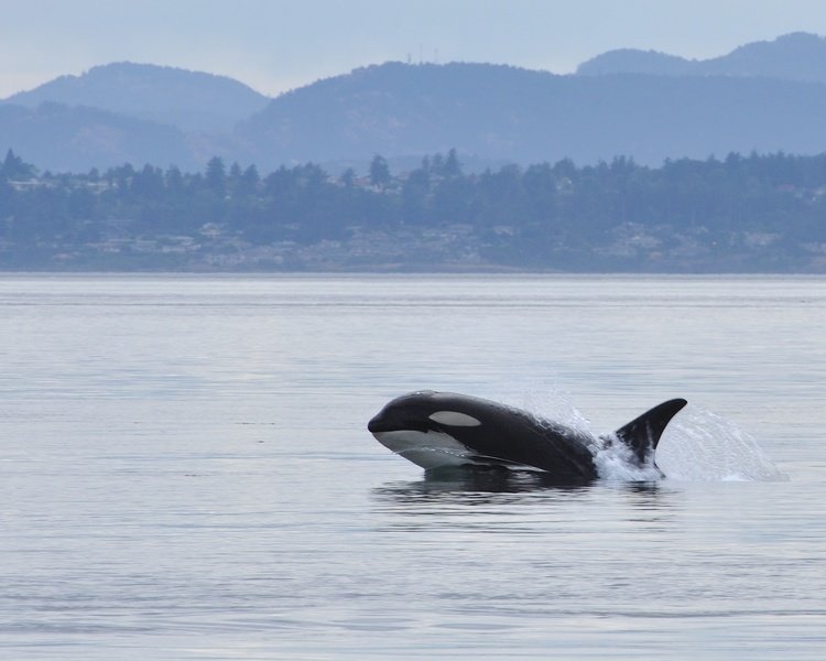 Rondreis Canada Orca