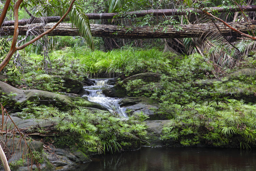 Familiereis Maleisisch Borneo Bako park