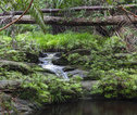 Familiereis Maleisisch Borneo Bako park