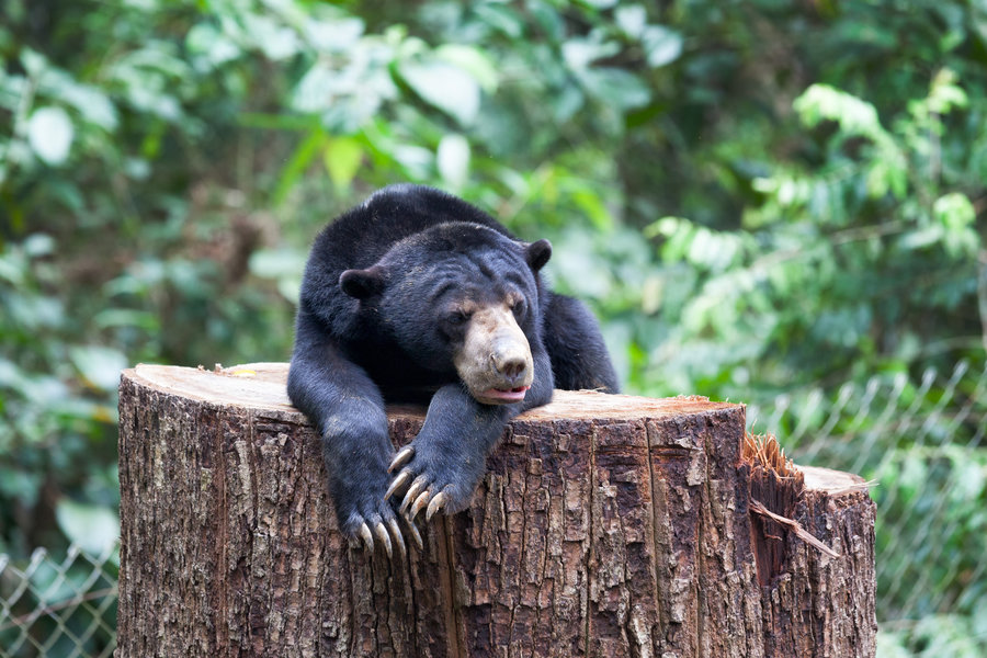 Familiereis Maleisisch Borneo Sun Bear Sepilok