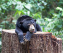 Familiereis Maleisisch Borneo Sun Bear Sepilok