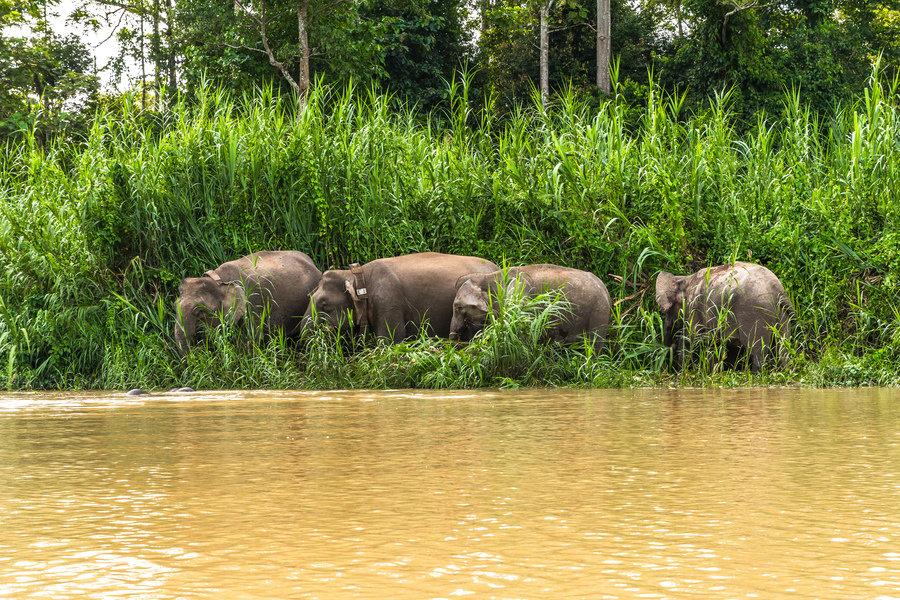 Familiereis Maleisisch Borneo Kinabatangan rivier
