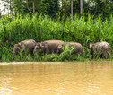 Familiereis Maleisisch Borneo Kinabatangan rivier