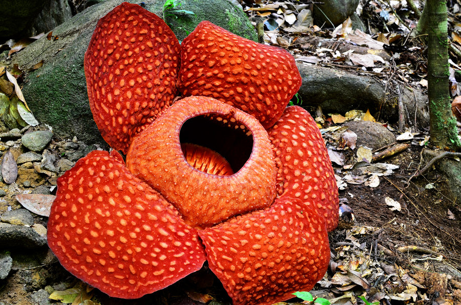 Familiereis Maleisische Borneo bloem