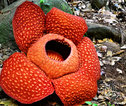 Familiereis Maleisische Borneo bloem
