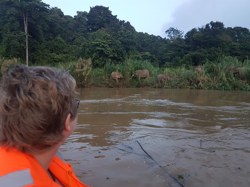 Rondreis Maleisisch Borneo rivier olifanten