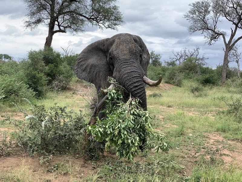 Rondreis Zuid-Afrika olifant