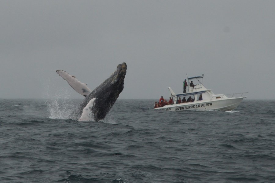 Rondreis Ecuador en Galapagos bultrugwalvis
