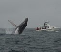 Rondreis Ecuador en Galapagos bultrugwalvis
