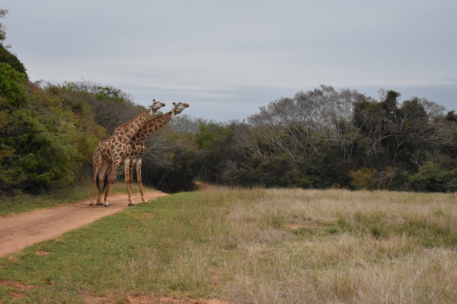Rondreis Zuid-Afrika giraffen
