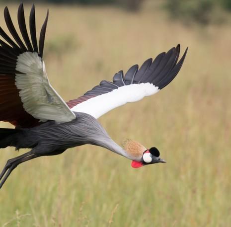 Rondreis Uganda Kraanvogel