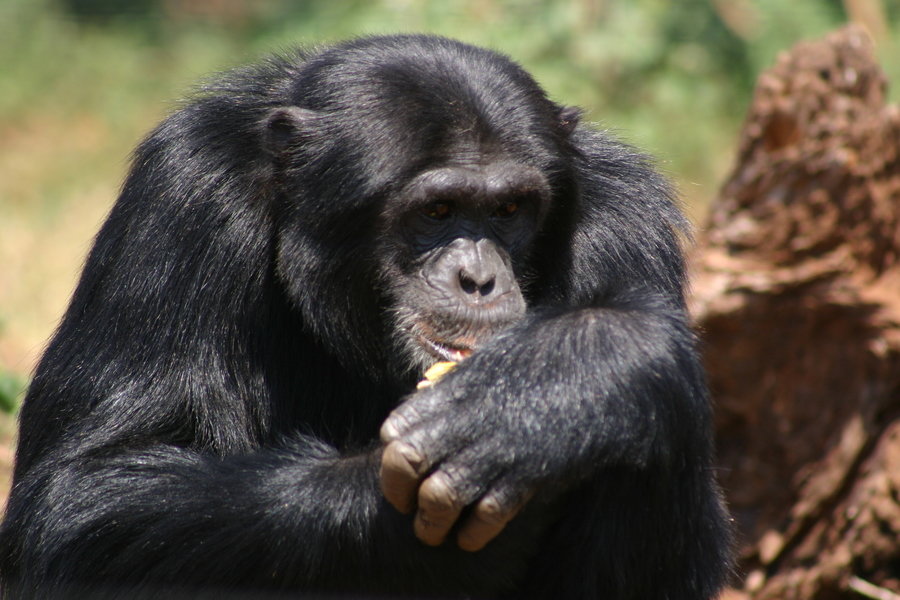 Rondreis Uganda Chimp