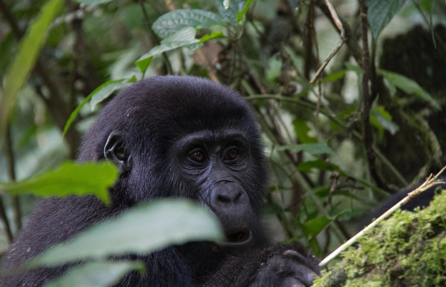 Rondreis Uganda Gorilla