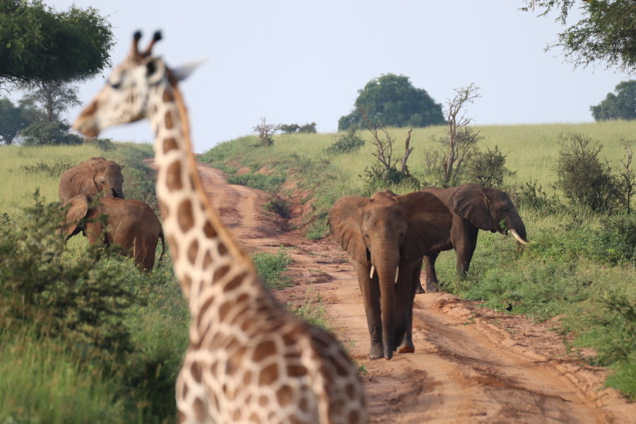 Rondreis Uganda Murchison Falls