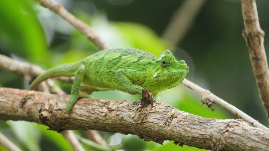 Rondreis Uganda Dieren