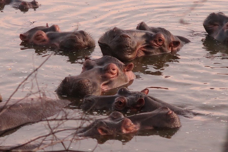 Rondreis Uganda Nijlpaarden