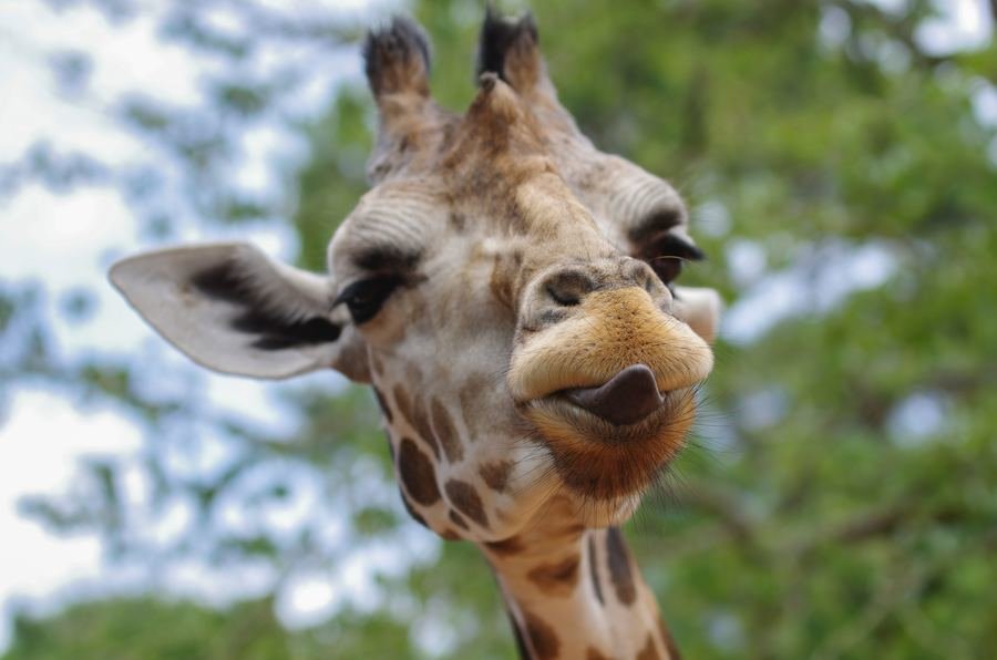 Rondreis Zuid-Afrika Giraffe