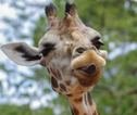 Rondreis Zuid-Afrika Giraffe
