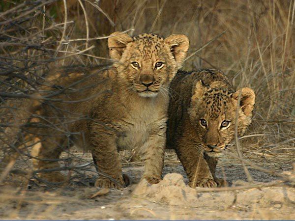 Zuid-Afrika en Mozambique