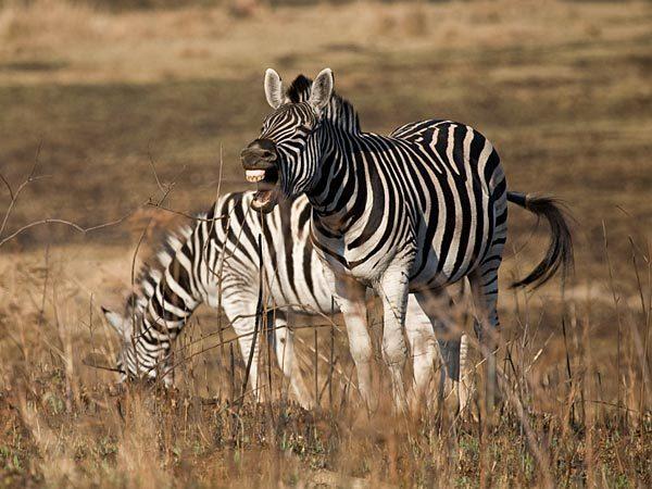 Zuid-Afrika en Mozambique Mlilwane National Park