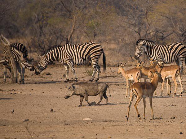 Zuid-Afrika en Mozambique