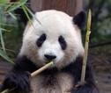 Chinese panda