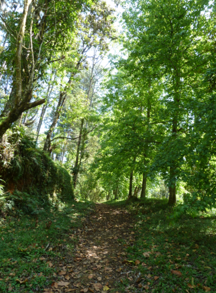 Hotel Posada del Quetzal - natuur