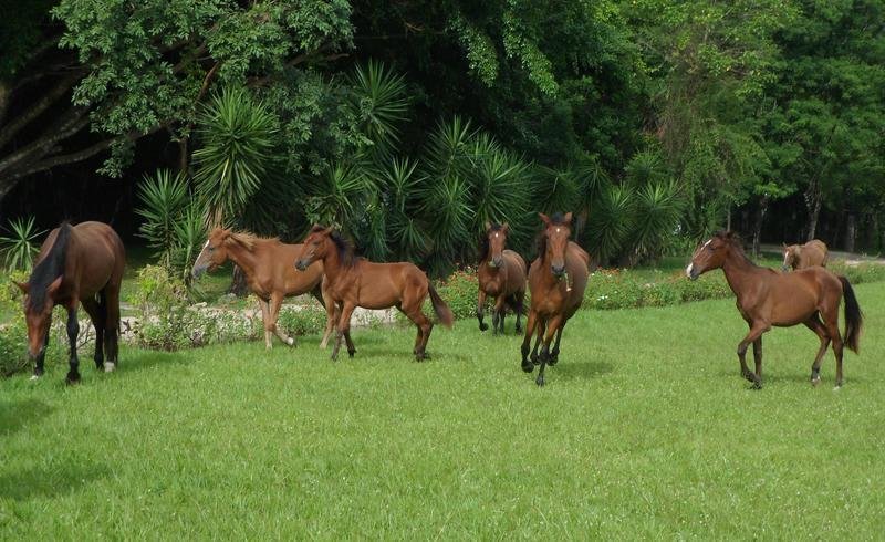 finca ixobel guatemala PAARDEN