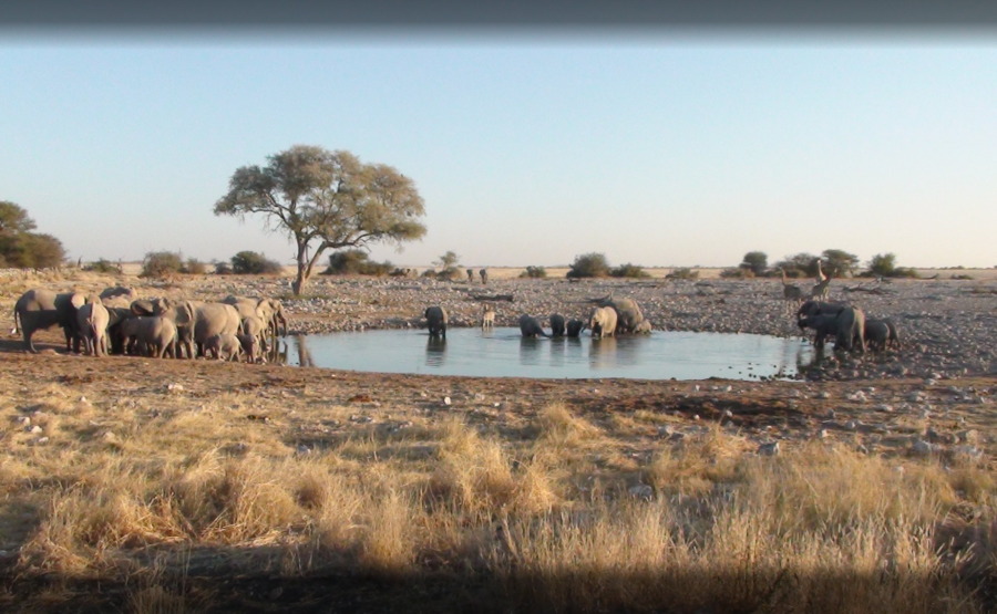 waterhole