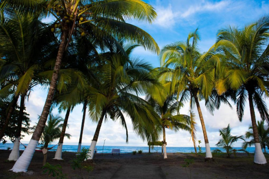 Hotel Tortuguero Beachfront Costa Rica