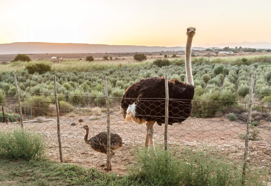 De Denne - nabij Oudtshoorn - Zuid-Afrika