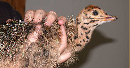 Mooiplaas - nabij Oudtshoorn - Zuid-Afrika