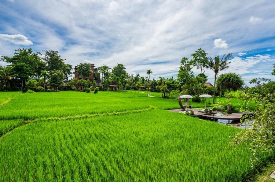 Kajane Yangloni - Ubud - Bali -rijstveld