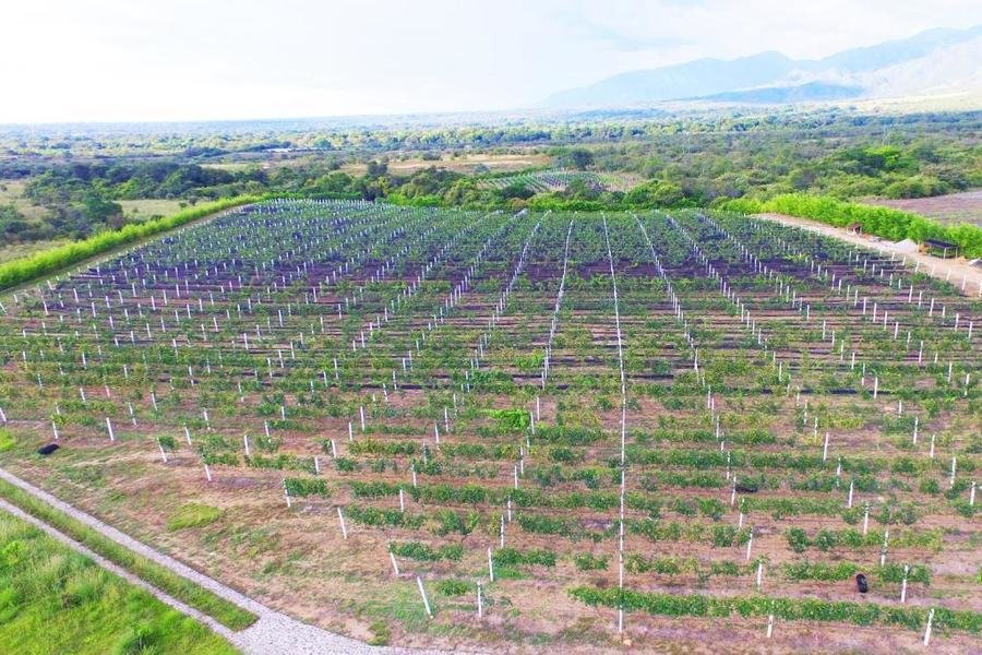 CASA BOHEMIA - Wijngaarde