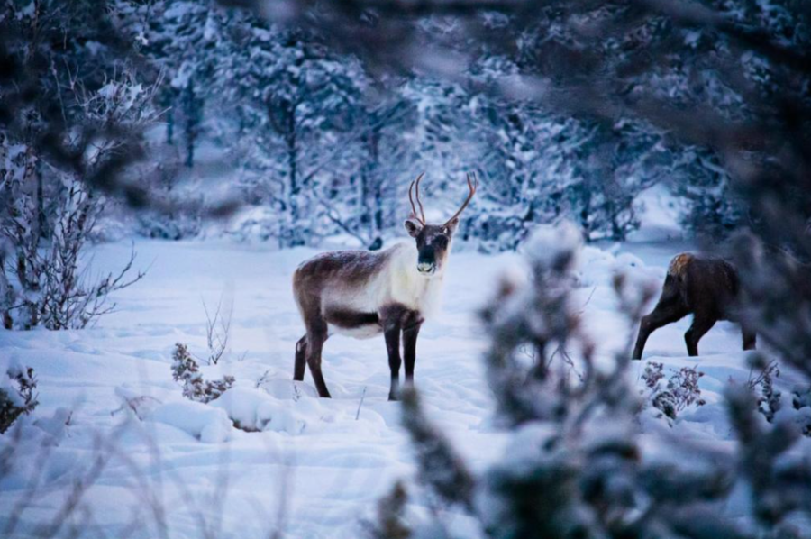 Camp Ripan Kiruna Zweden