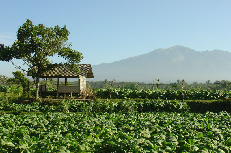 Green Orry Inn - Tetebatu - Lombok