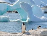 Pinguïns rondreis Antarctica