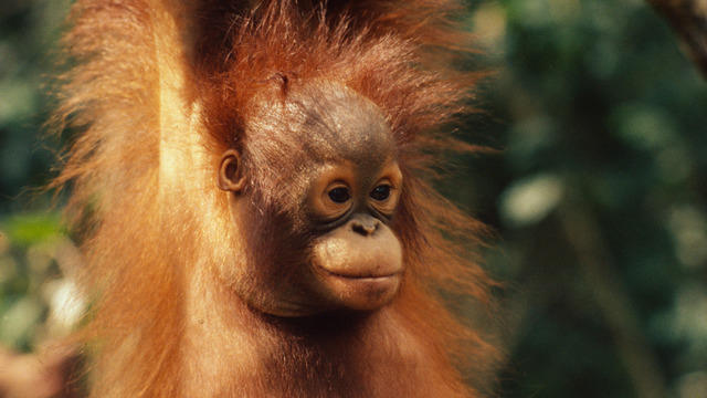 Familiereis maleisisch borneo